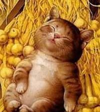 Схема вышивки «котенок»