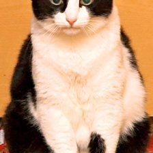 Схема вышивки «макс»