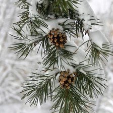 Схема вышивки «№196214»