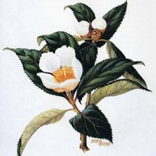 Схема вышивки «Картина-цветы»