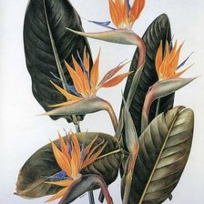 Схема вышивки «Картина-цветы 3»