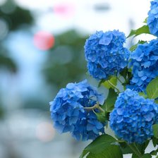 Схема вышивки «Гортензия»