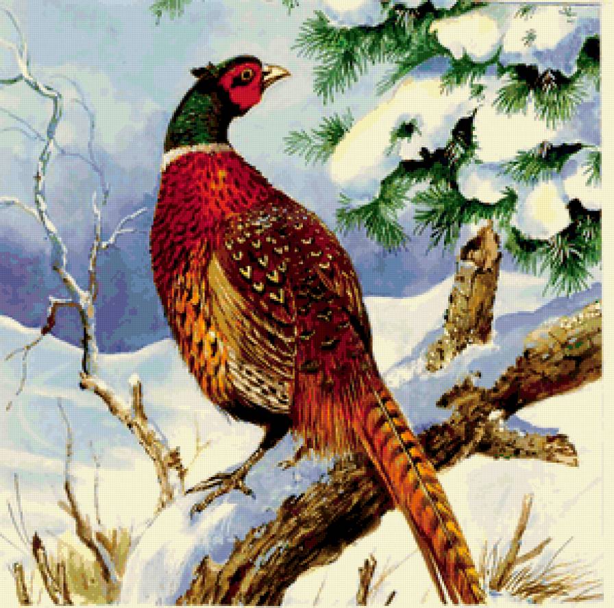 Фазан - живопись, птицы - предпросмотр