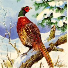 Схема вышивки «Фазан»