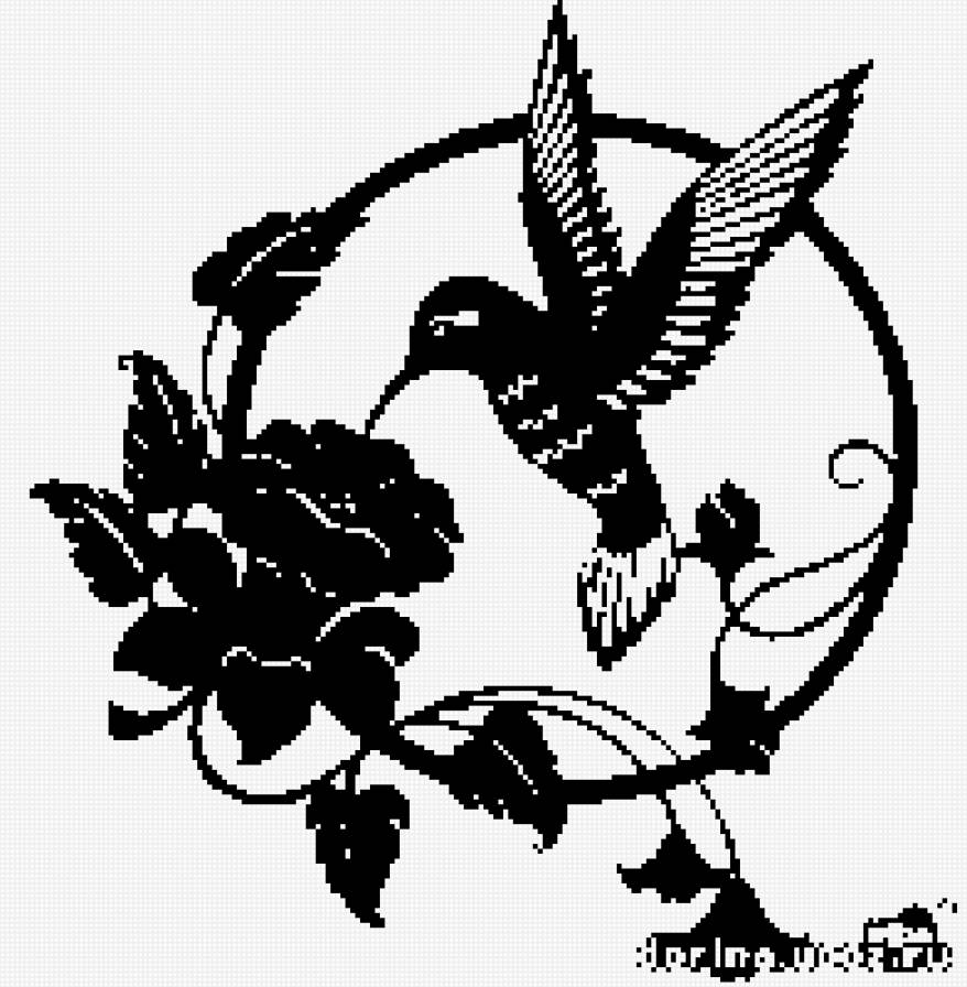 колибри - предпросмотр