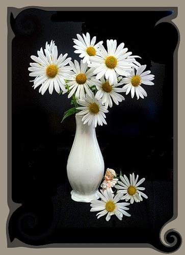 ромашки - цветы - оригинал