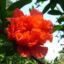 Схема вышивки «цветок граната»