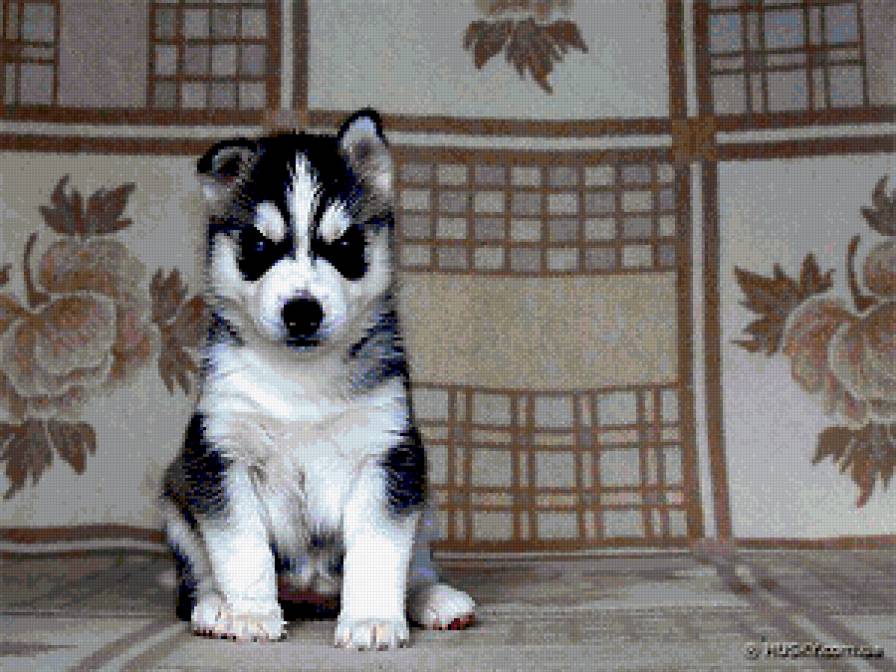 щенок хаски - предпросмотр