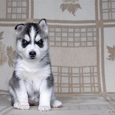 щенок хаски