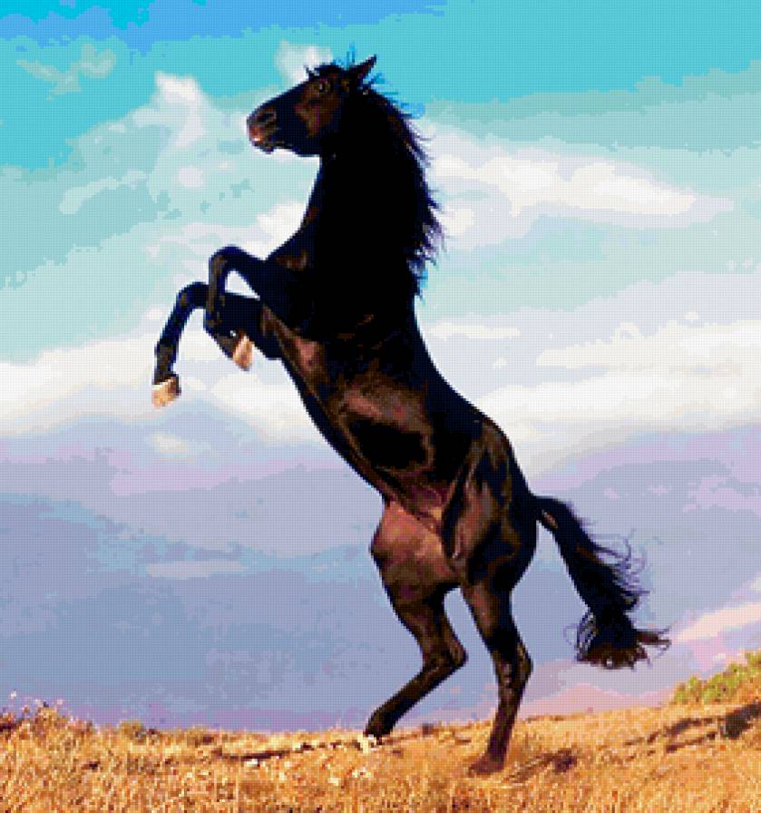 вороной - предпросмотр