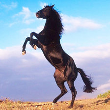 Схема вышивки «вороной»