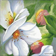 Схема вышивки «яблоневый цвет»