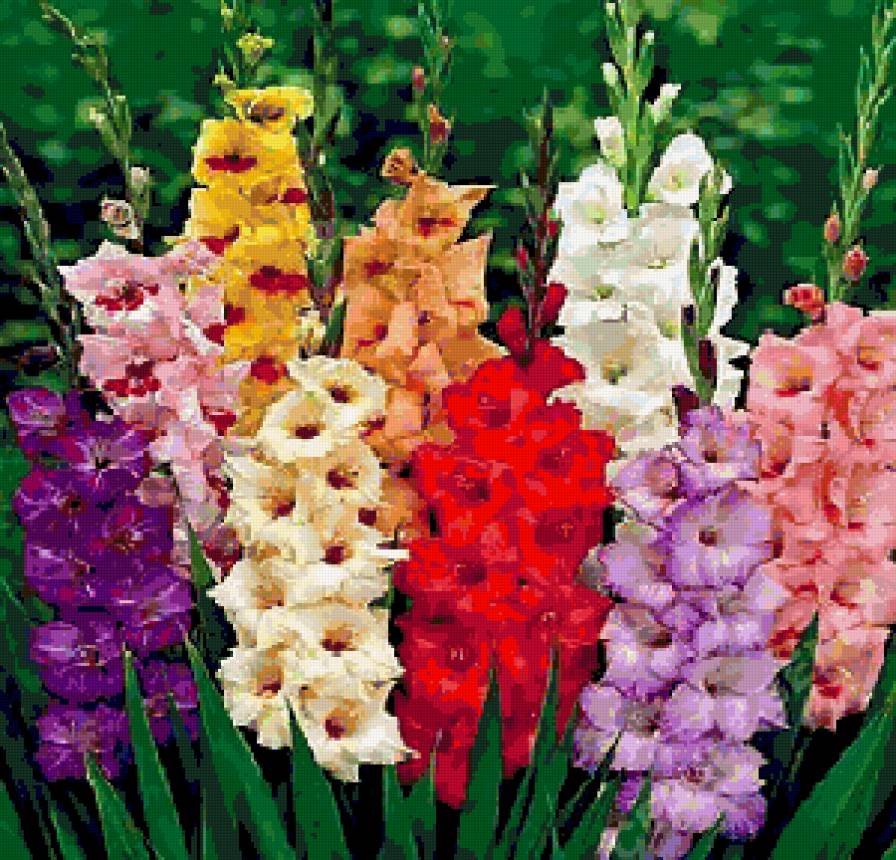 ГЛАДИОЛУС - предпросмотр