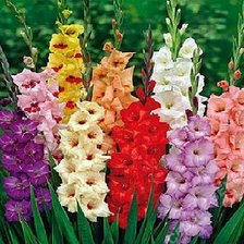 Схема вышивки «ГЛАДИОЛУС»