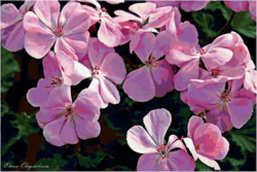 герань - герань, цветы, пеларгония - предпросмотр