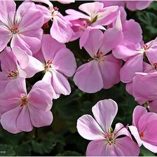 Схема вышивки «герань»