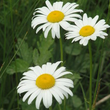 Схема вышивки «ромашки»