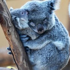 Схема вышивки «коала»