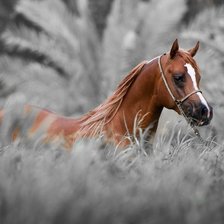 Схема вышивки «лошадь»