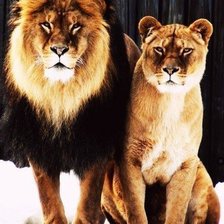 Схема вышивки «хищники»