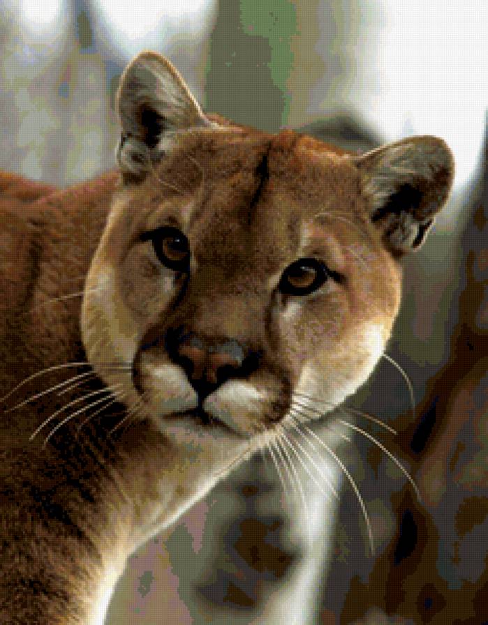 львица - лев, львица, хищник - предпросмотр