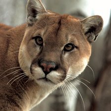 Схема вышивки «львица»