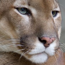 Схема вышивки «львица»