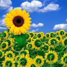 Схема вышивки «подсолнухи»