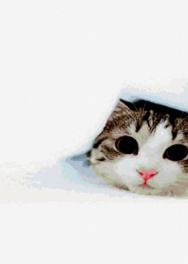 Кися) - предпросмотр