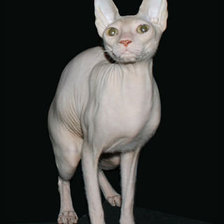 Схема вышивки «№197321»