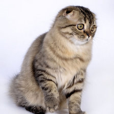 Схема вышивки «№197335»