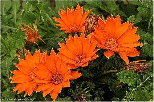 цветы - цветы - оригинал