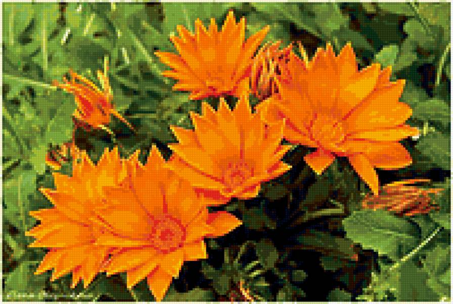 цветы - цветы - предпросмотр