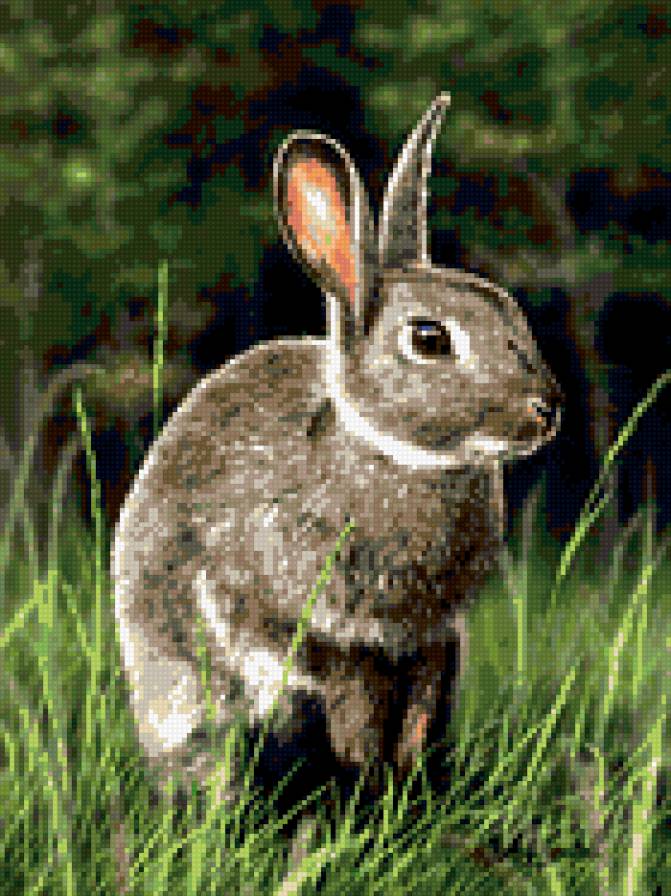 Зайка - животные, заяц - предпросмотр