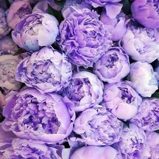 Схема вышивки «№197866»