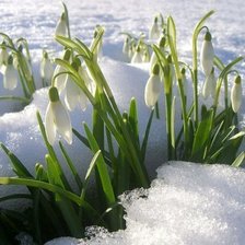 подснежники