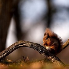 Схема вышивки «№197879»