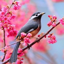 Схема вышивки «№197882»