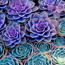 Схема вышивки «№197888»