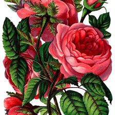 Схема вышивки «629»