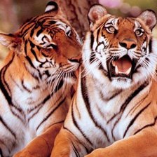 Схема вышивки «тигры»