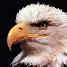 Схема вышивки «Орел»