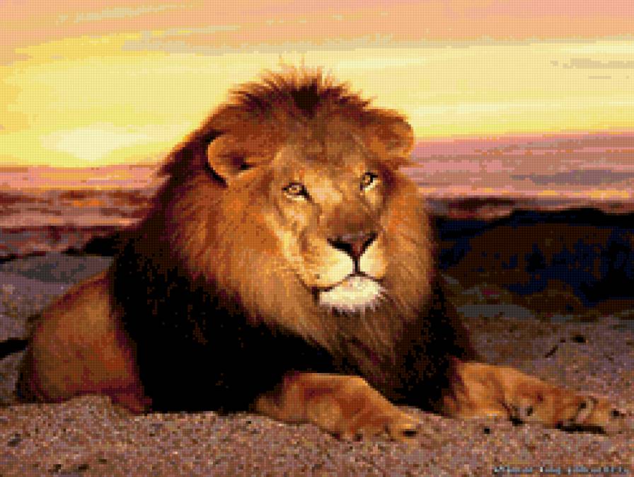 Лев - хищник, кошки, животные - предпросмотр
