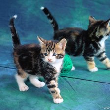 Схема вышивки «серия "кошки"»