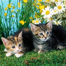 Схема вышивки «серия "кошки"»