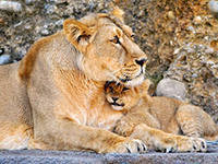 Схема вышивки «семья»