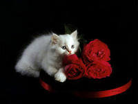 Схема вышивки «25»