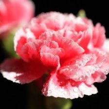 Бутон гвоздики