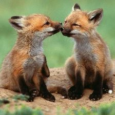 Схема вышивки «лисята»