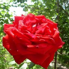 Схема вышивки «роза»